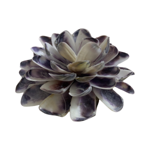 Dahlia Flower with shell